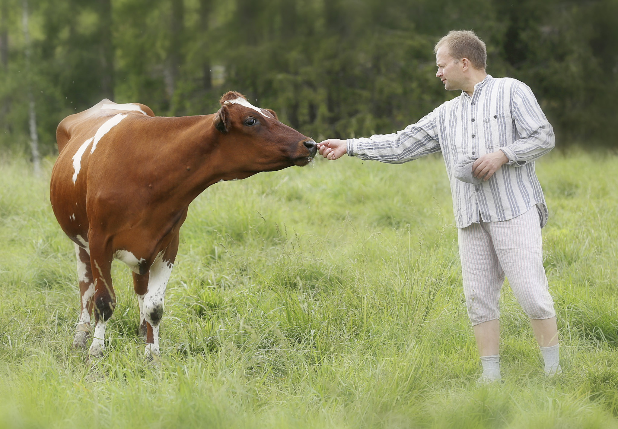 Lehmä ja mies niityllä.