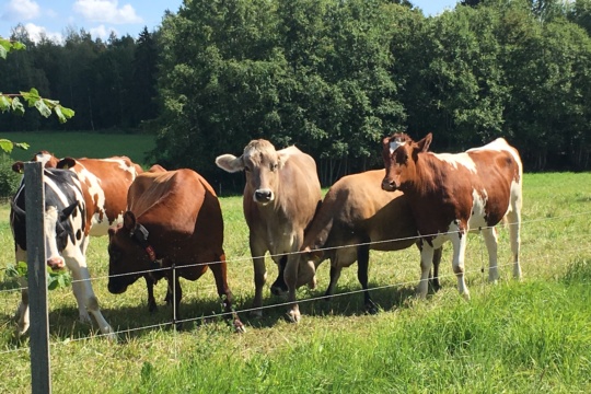 Lehmät laitumella