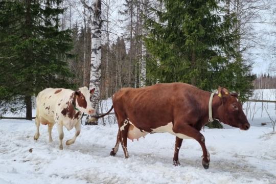 Lehmiä talvimaisemassa