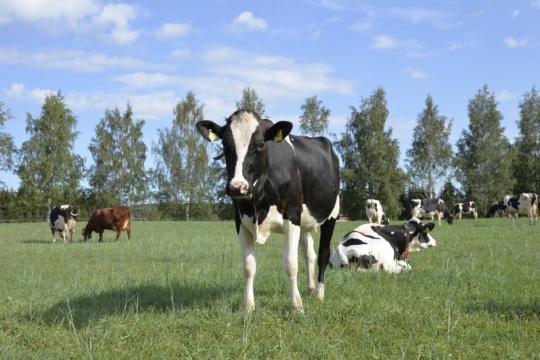 Kuva lehmistä