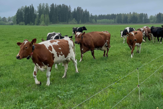 Lehmät juoksemassa laitumella