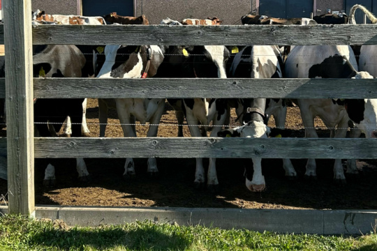 Lehmät pihatossa HAMKin Mustialan kampuksella